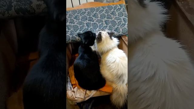 марафет перед праздником