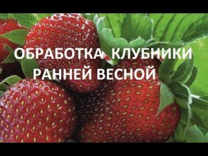 Обработка клубники ранней весной.