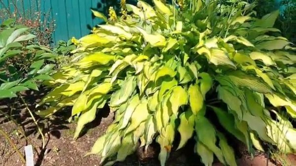 Интересный сорт хосты - Pineapple upside-down cake