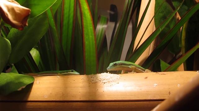 Phelsuma Nigristriata смотреть онлайн