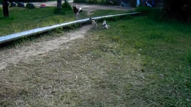 Сони спят а некоторые, активные щенята за мамкой, за молочком. смотреть онлайн