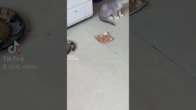 Валере не нравится корм😸 смотреть онлайн