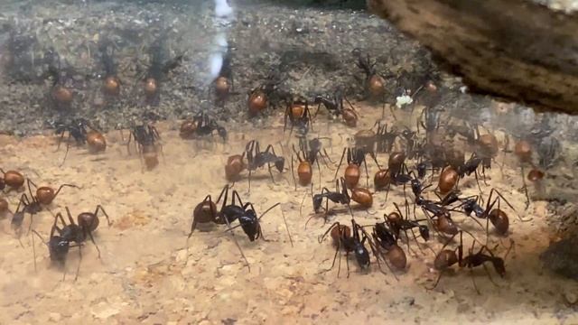 New addition! Dinomyrmex gigas colony смотреть онлайн