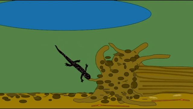 HABITATS: AMPHIBIAN: SLIMY SALAMANDER HABITAT смотреть онлайн