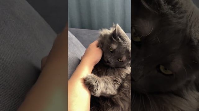 Нет, взаимностью тут и не пахнет…ну что ж, будем пытаться! смотреть онлайн