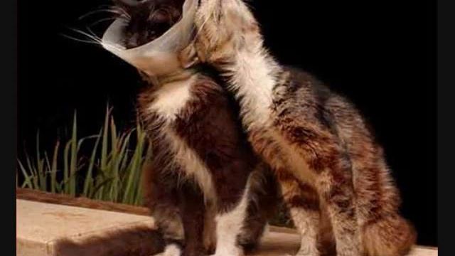 MC Hammer U Can't Touch This Funny Cat REMIX смотреть онлайн