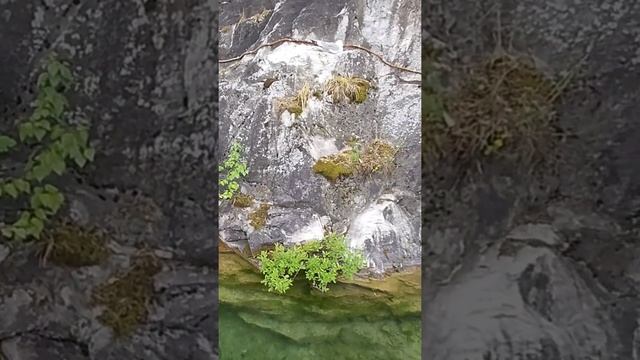 Удивительная маскировка! Найдите птенца на скале смотреть онлайн