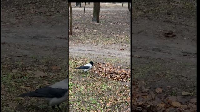 Les corbeaux ont trouvé un bénéfice en symbiose avec les écureuils 😜 смотреть онлайн