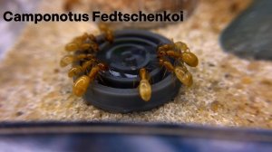 Camponotus Fedtschenkoi - Идеальный выбор новичка ?