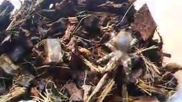 Karmienie Gieni L6 - Geniculata L6 смотреть онлайн