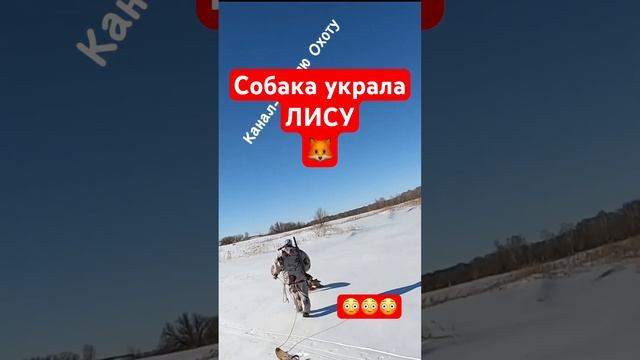 Может ему нужнее?? 😂 #охота #охотник #охотаназайца #охотаналису #лиса #охотассобакой смотреть онлайн