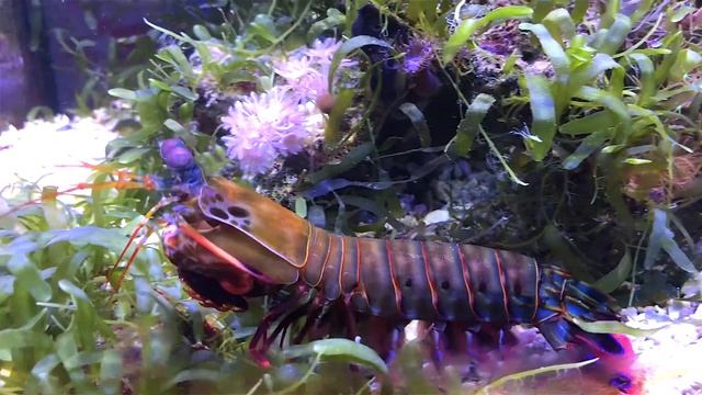 Clown-Fangschreckenkrebs Odontodactylus scyllarus смотреть онлайн