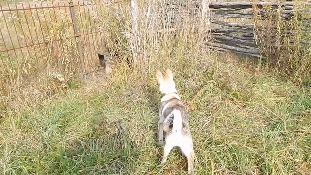 Первые знакомства с кабаном... смотреть онлайн