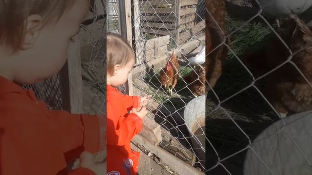 Утки и дети. Краснодарский край. смотреть онлайн