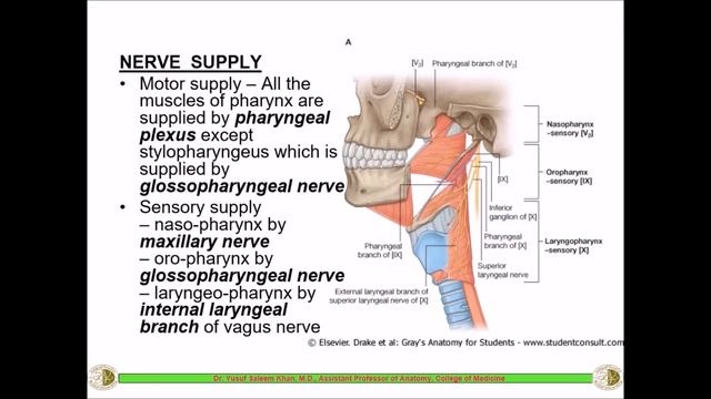 Anatomy of the PHARYNX || Dr. Yusuf || смотреть онлайн