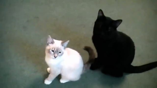 Talking Kitty Cat 9 - Sylvester's Birthday