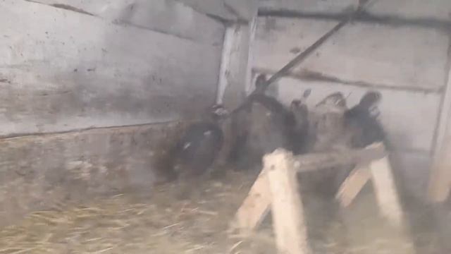 Охотничий фазан//Переезд последнего выводка 2021 года в большую клетку смотреть онлайн