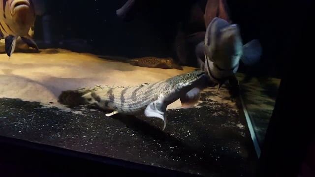 1500liter datnioides, potamotrygon, polypterus... смотреть онлайн