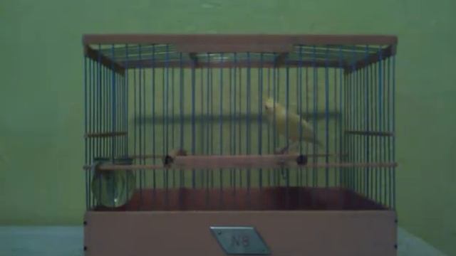 Канарейка смотреть онлайн