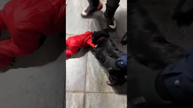 Six beaten little monkeys, animals’ confusing behavior, zoo, cute pets смотреть онлайн