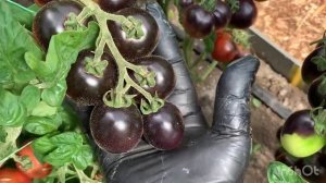 Гномы МОККО