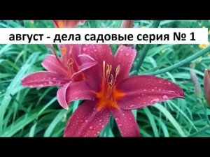 Август - дела садовые серия №1