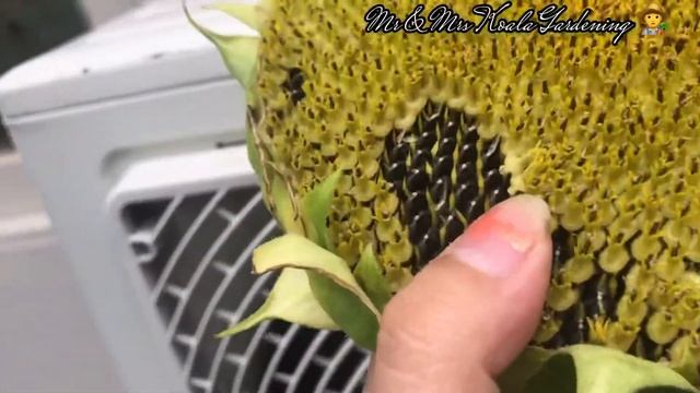 HARVESTING SUNFLOWER SEEDS|| How to?? смотреть онлайн