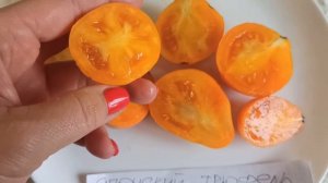 томат сорт Японский трюфель оранжевый