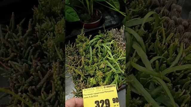 Майская поставка смотреть онлайн