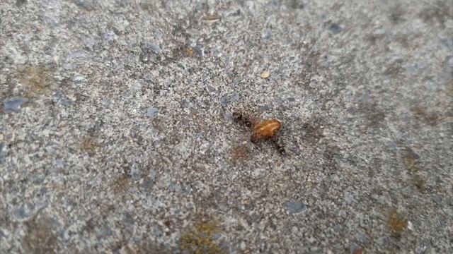 🐜 Lasius sp. vs Lasius flavus Queen - Kwatrecht, Belgium смотреть онлайн