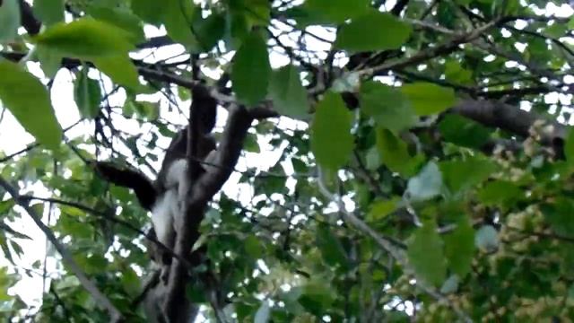 Кот Тишка-мачо восьмидесятого уровня смотреть онлайн