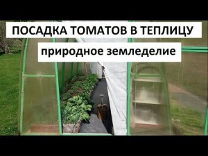 Посадка томатов в грунт. Природное земледелие