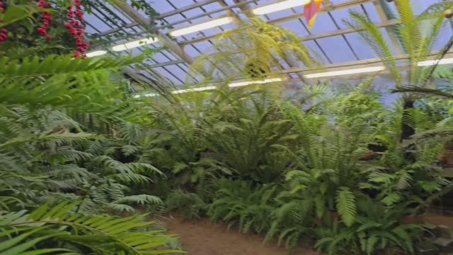 Ботанический сад Петра Великого, Санкт-Петербург, 2025 смотреть онлайн