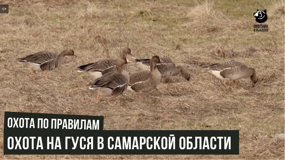 Охота на гуся в Самарской области. Охота по правилам..Выпуск 31 смотреть онлайн