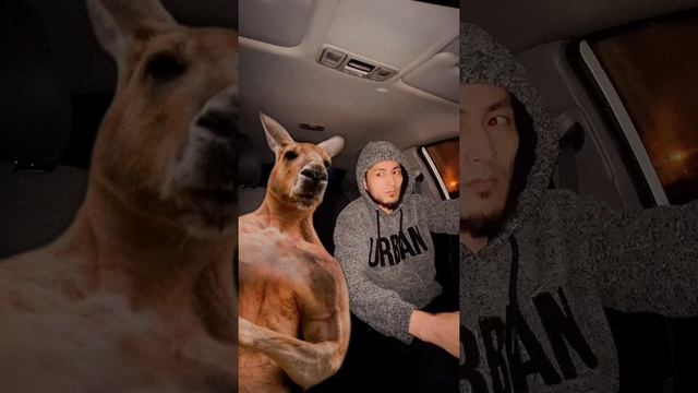 Прикол с Кенгуру смотреть онлайн