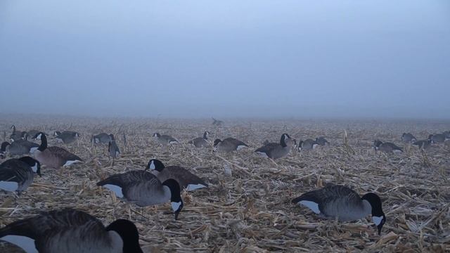 Foggy Canada Goose Hunt