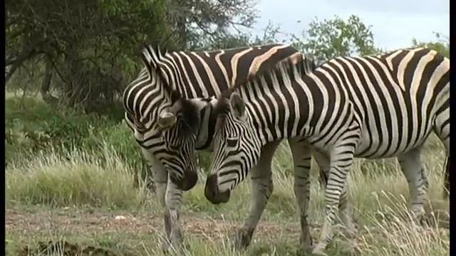 Stock Footage For Sale - ZEBRA - SD смотреть онлайн
