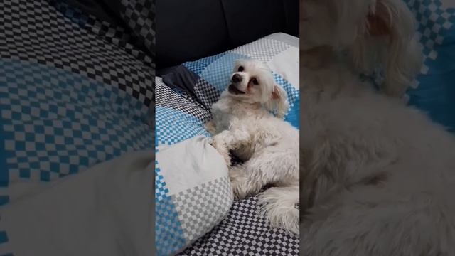 Собака эта коллектором должна работать. Подписывайтесь) #собака #животные #юмор смотреть онлайн