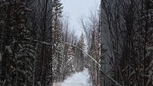 Соболь на сушине. Якутия. смотреть онлайн
