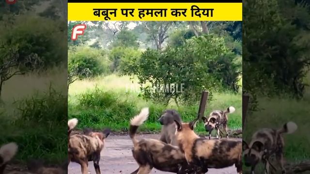 20wild dogs vs Baboon |animal facts | #shorts смотреть онлайн