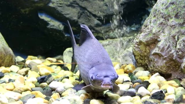 ปลากา หรือ ปลาเพี้ย,ปลากาดำ Black Shark Fish смотреть онлайн