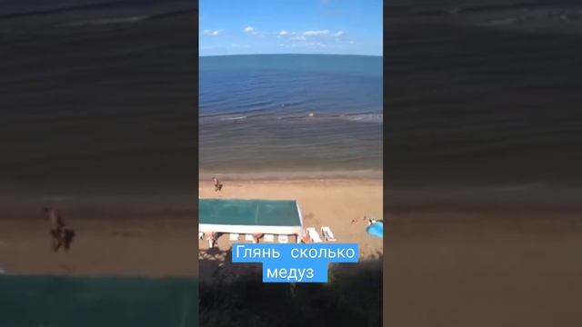 Очень много медуз в Азовском море! #shorts #медузы #море #краснодар смотреть онлайн