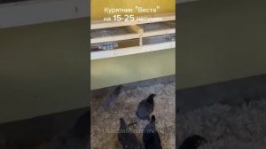 Курятник на 20 несушек с выгулом «Веста». Зимний курятник на 20 кур