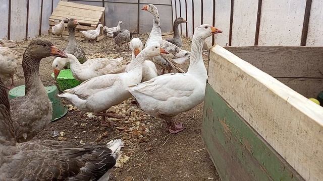 Переезд маленьких гусят ко взрослым гусям смотреть онлайн