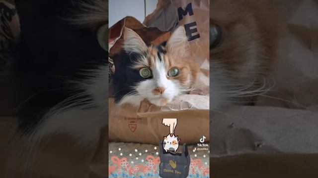 #cats забери меня собой #топ кошка посади в пакет хрустящий 🐈❤️ смотреть онлайн