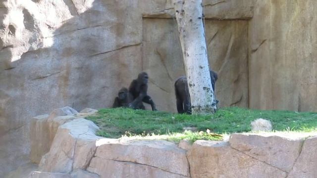 San Diego Zoo - Frank the Baby Gorilla Playing смотреть онлайн