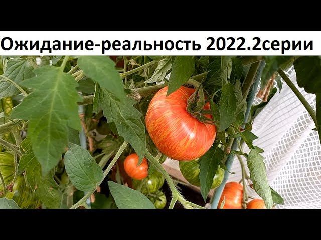 Ожидание - реальность 2022 Две серии. смотреть онлайн