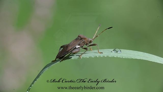 HELMETED SQUASH BUG Euthochtha galeator смотреть онлайн