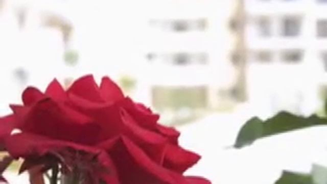 Elysia Park.mov смотреть онлайн