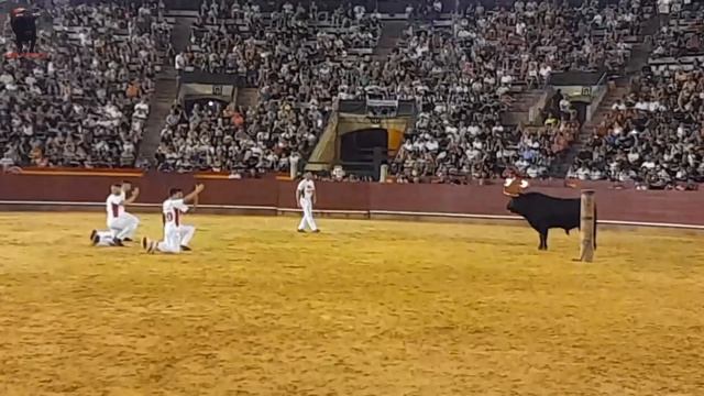Gran Concurso de Recortadores con Toros Embolados, Plaza de Toros de Valencia 2024. Toros de Palha. смотреть онлайн
